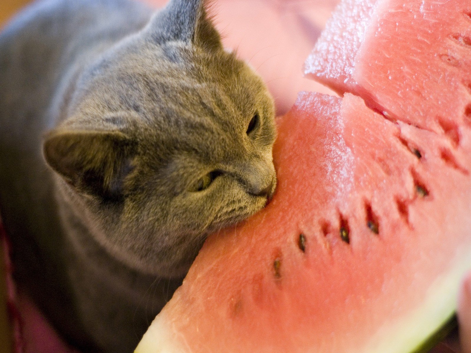 face bite watermelon yum