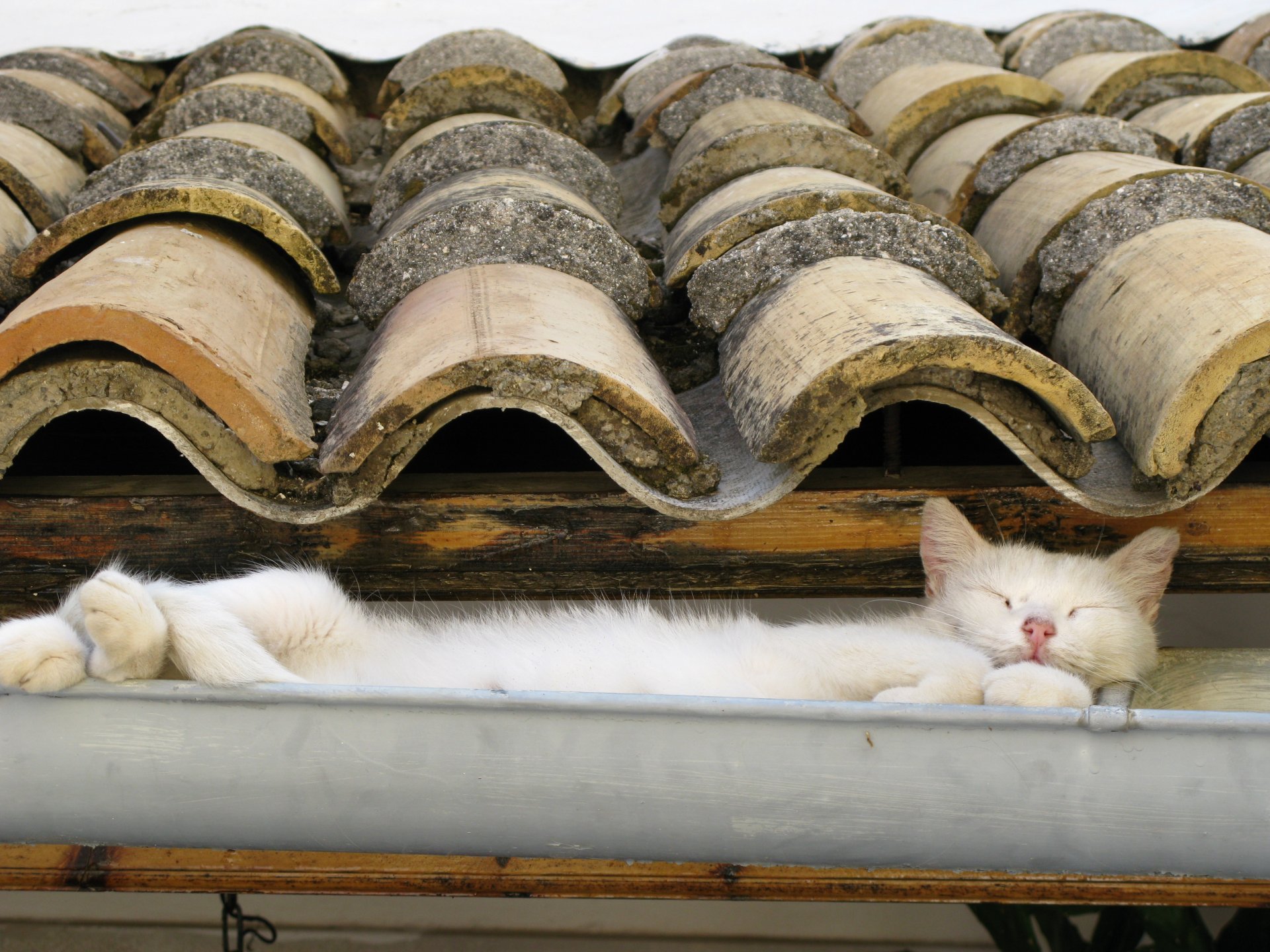 late cat white roof the drain