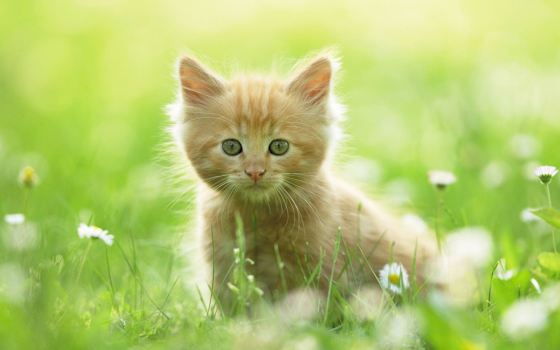 chaton regard fleurs