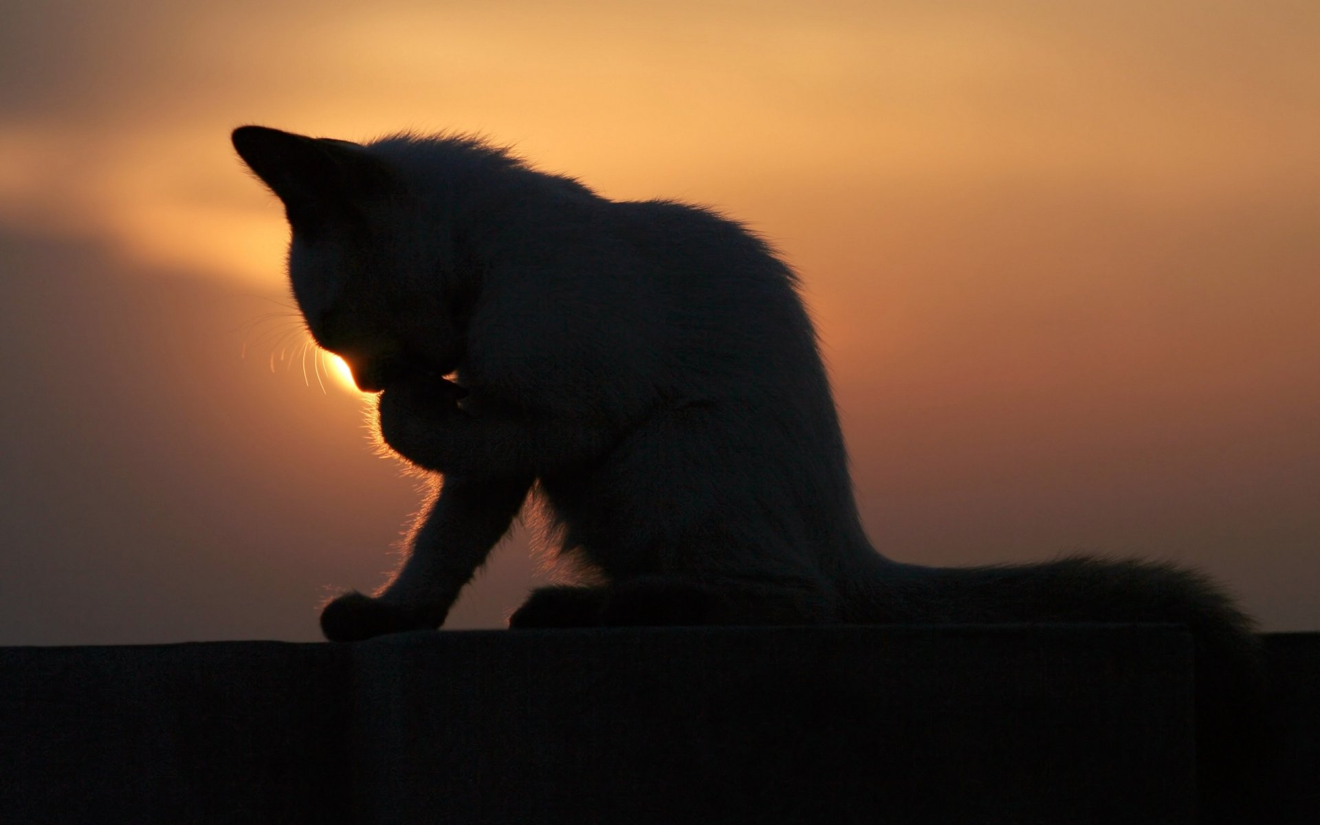 chaton se laver coucher de soleil