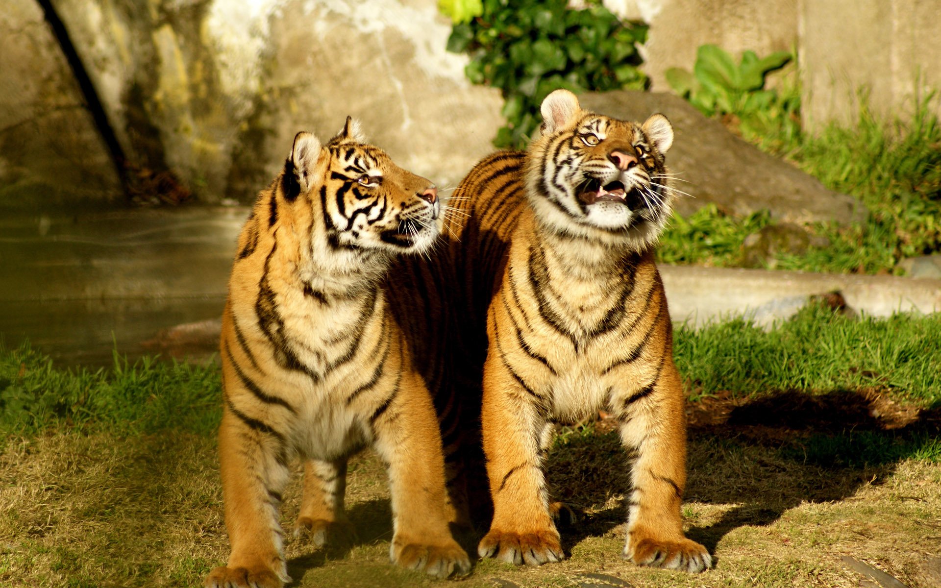 tiger natur duo