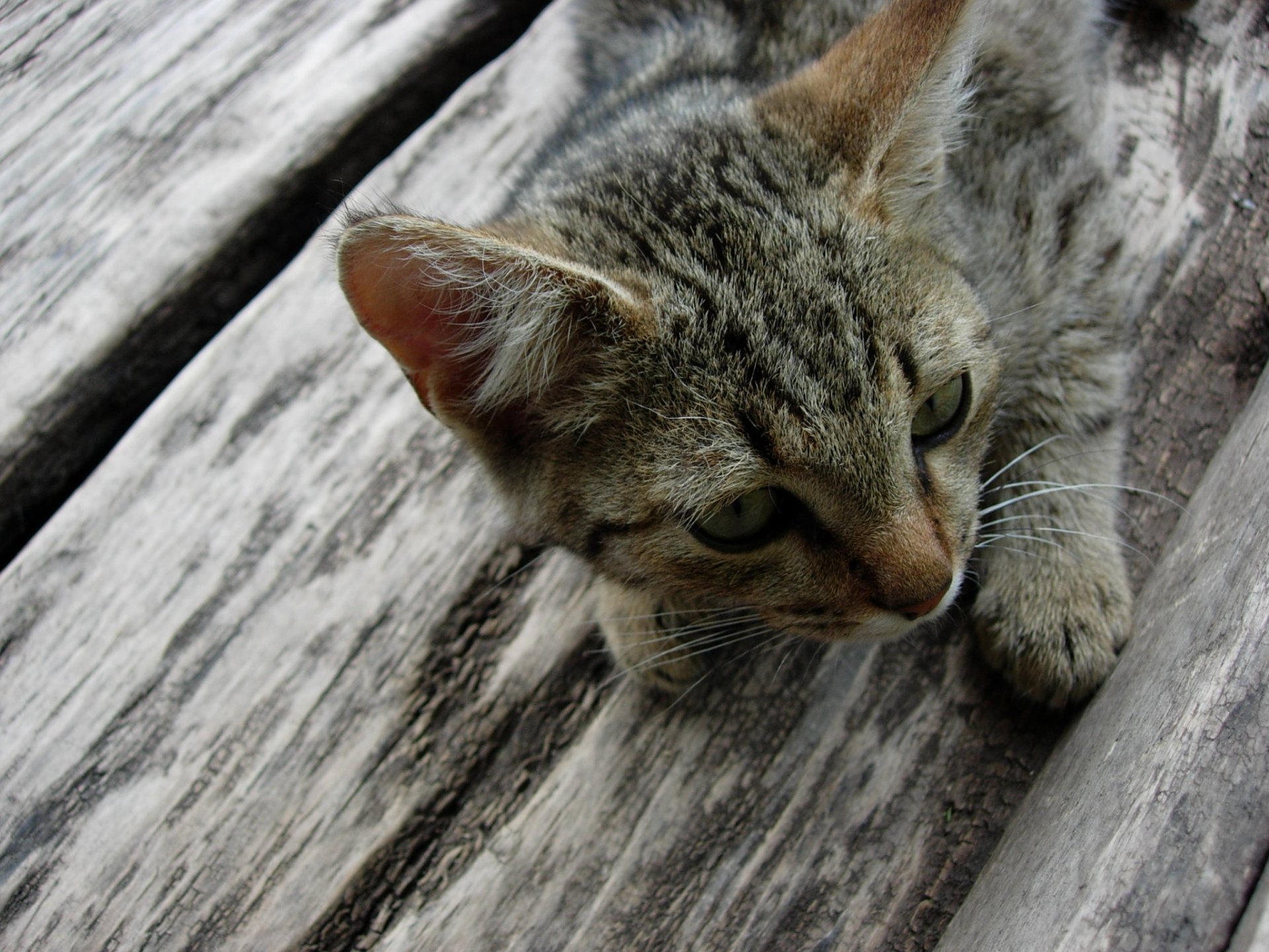 is wooden flooring grey