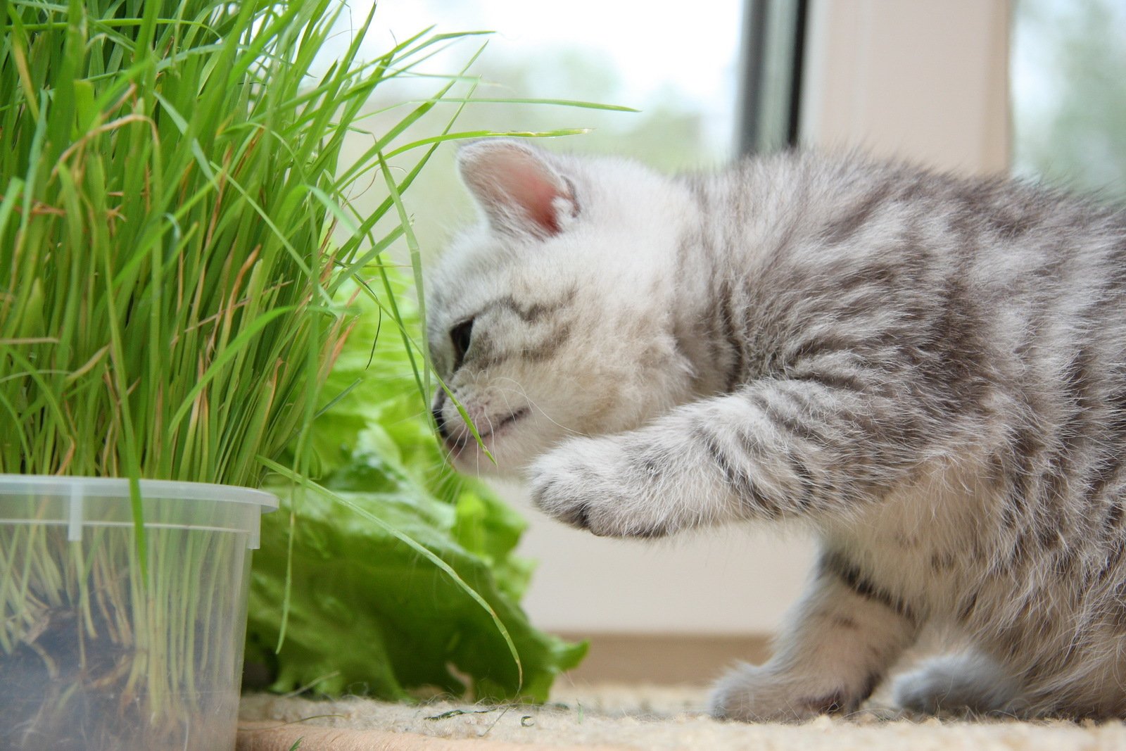 gatito gato bonito