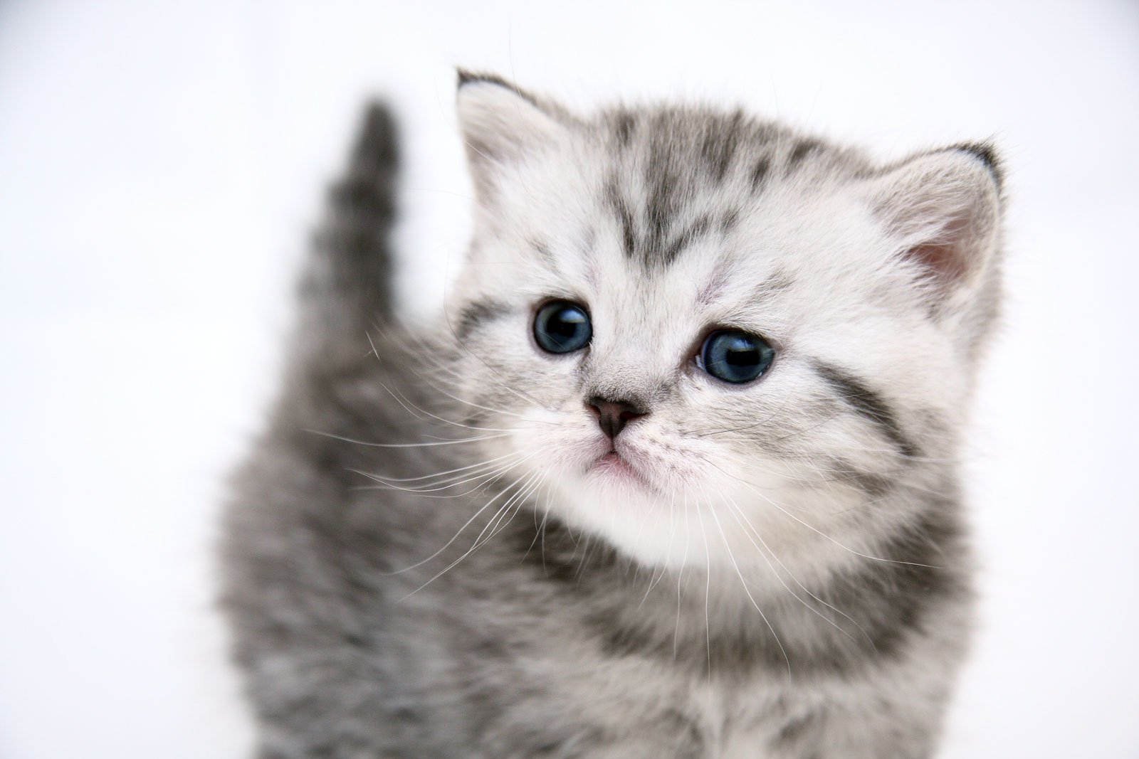 kitten cat cute