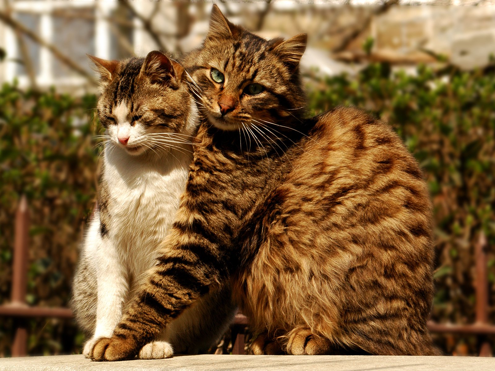 chat chat câlin