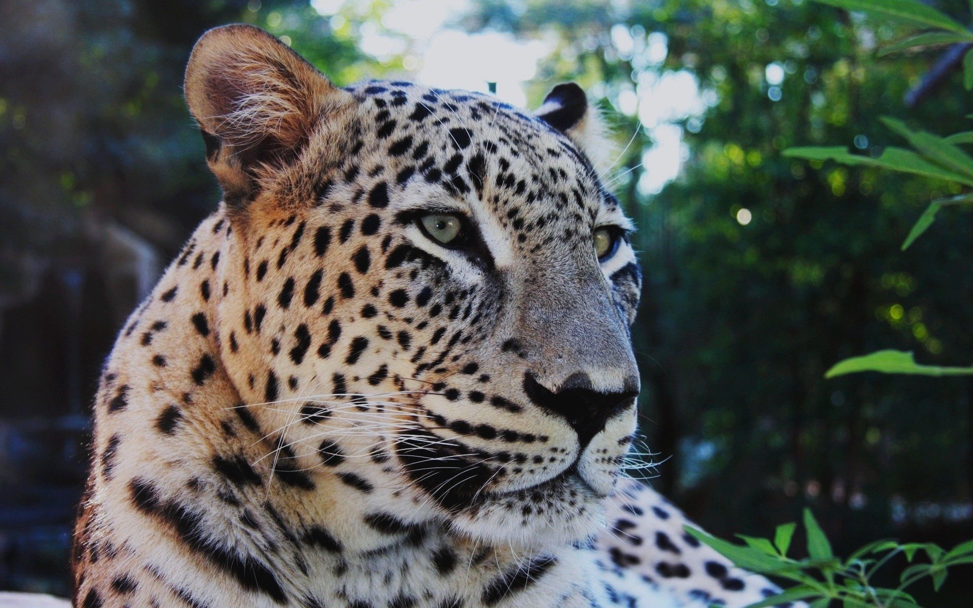 leopardo bigote melancólico