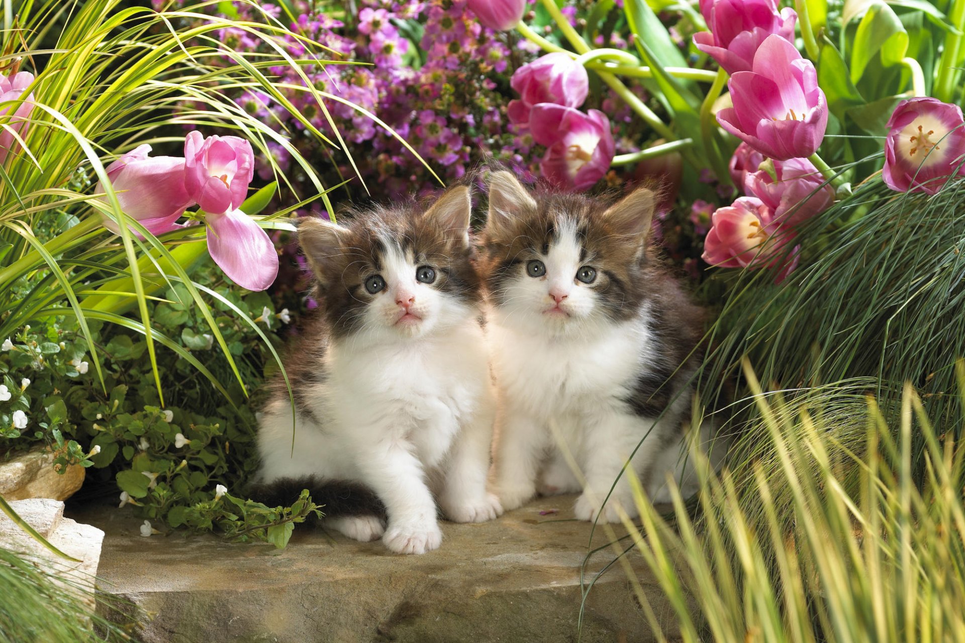 gatitos gatos animales flores tulipanes vegetación niños pequeños