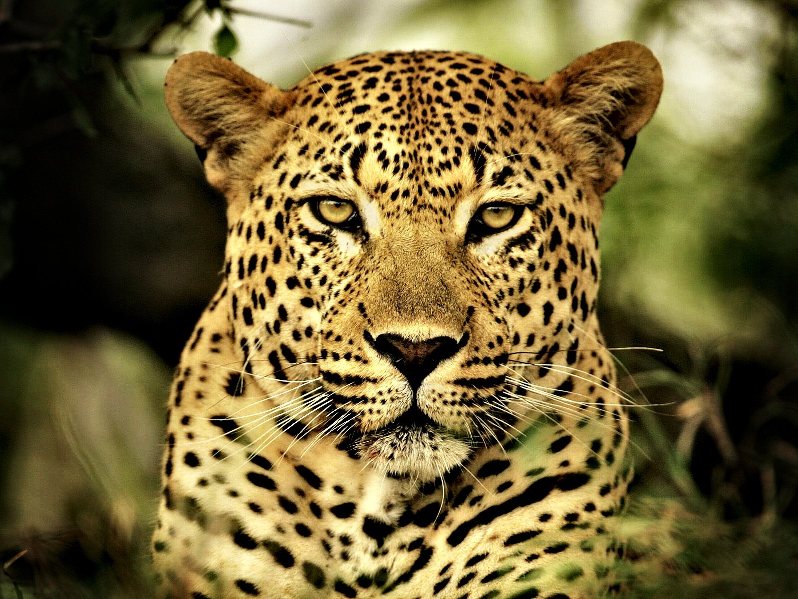 leopardo gatto predatore