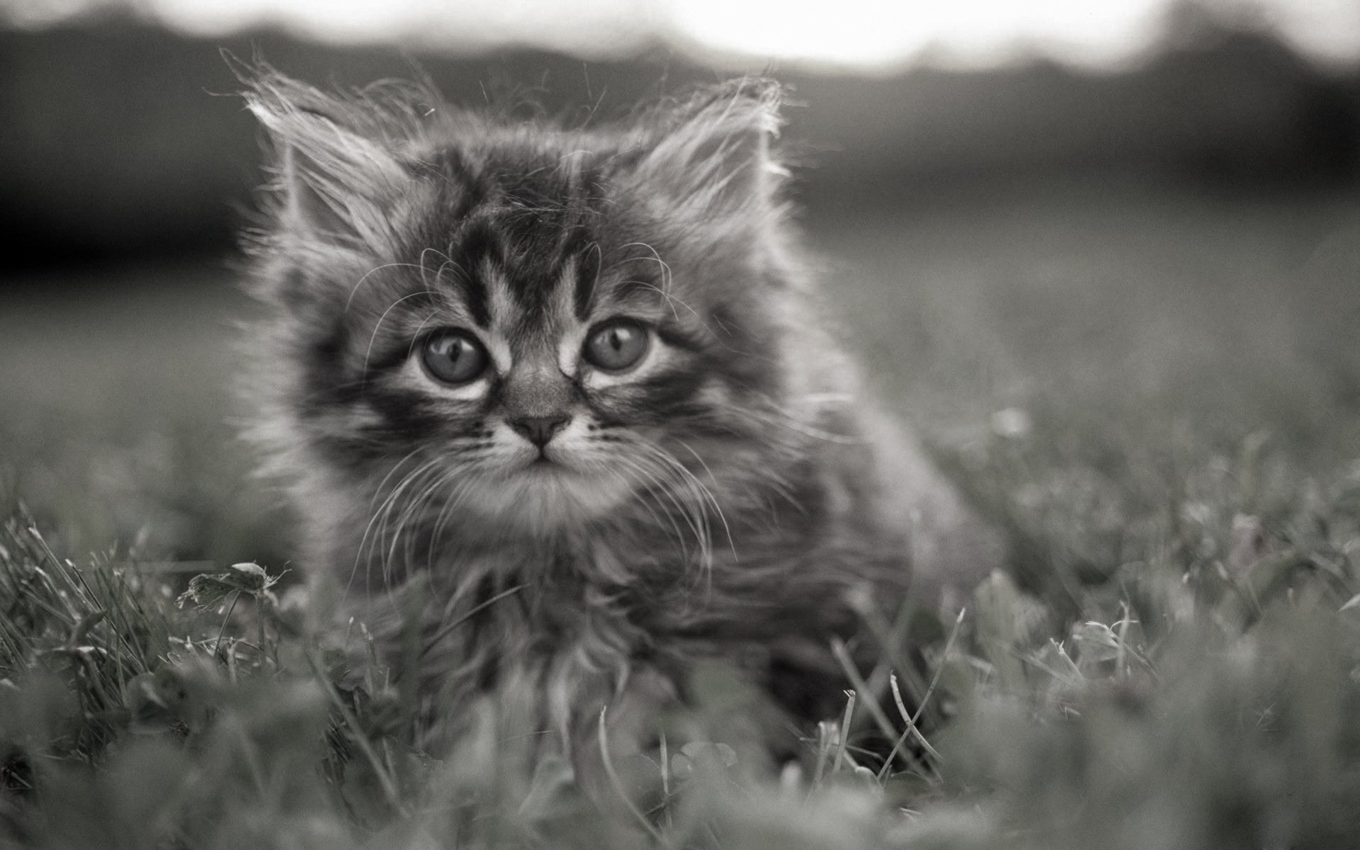 kitten grey grass pensive eye