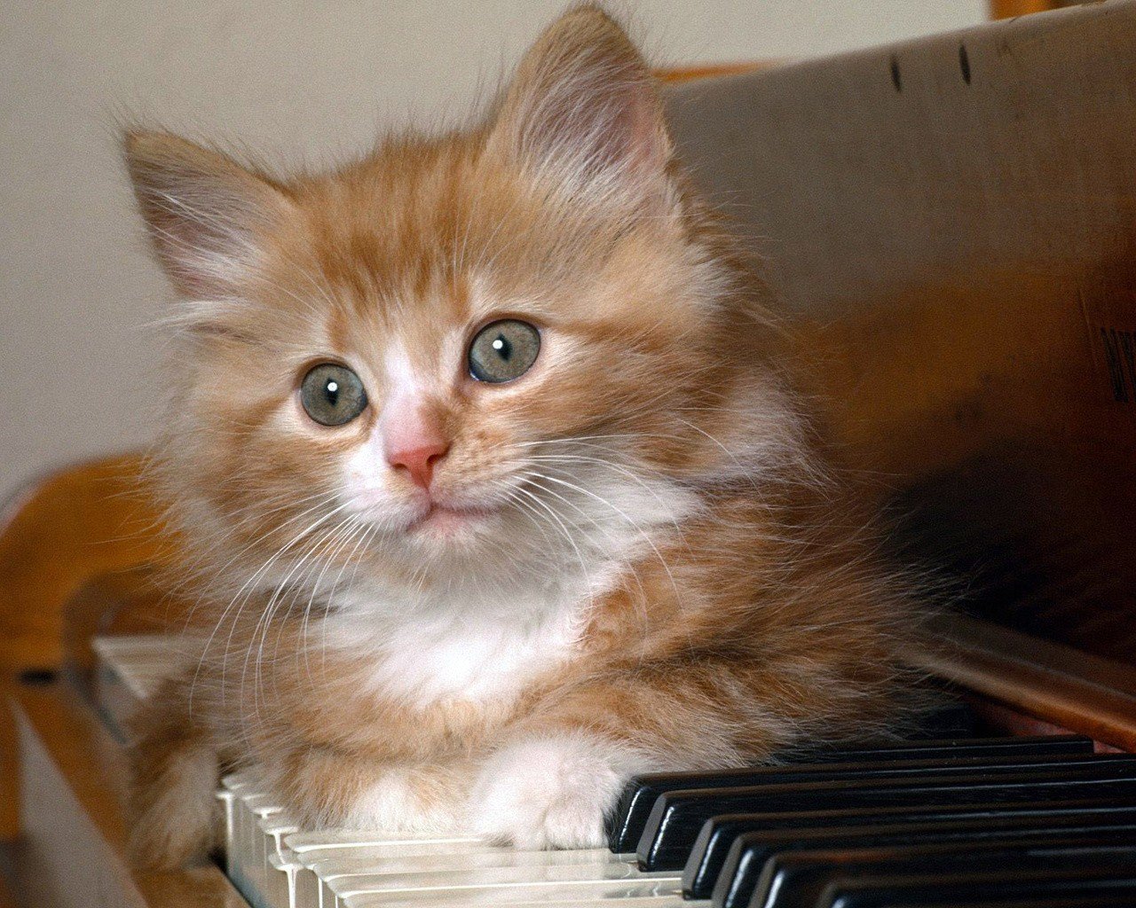 chaton roux moelleux piano