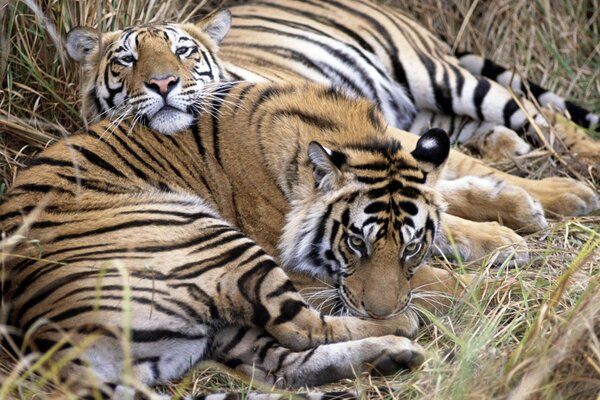 Two tigers lying down resting