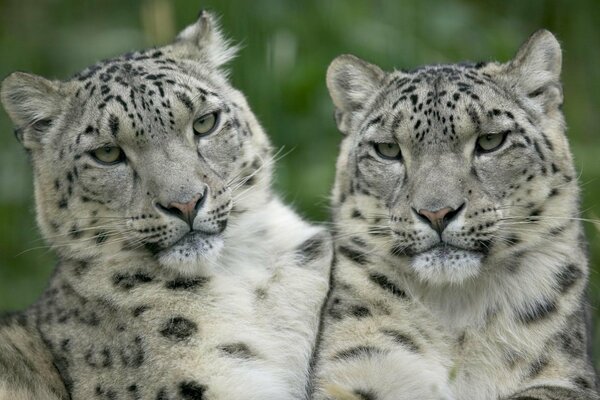 Cute white leopards fascinate with their eyes