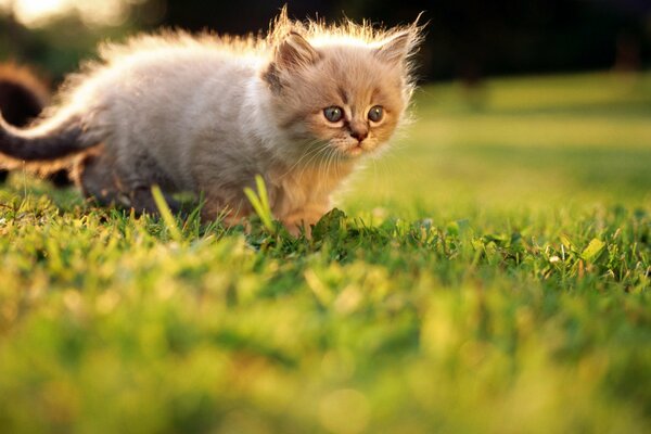 Little white kitten in the grass in summer