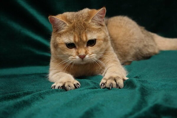 A ginger cat on a dark green bedspread. Paws with claws extended