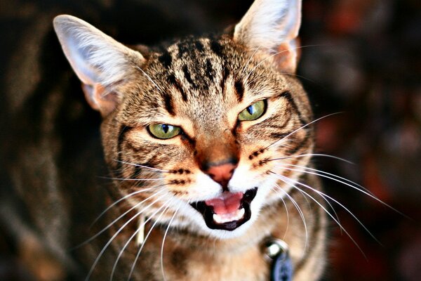 The angry muzzle of a striped cat