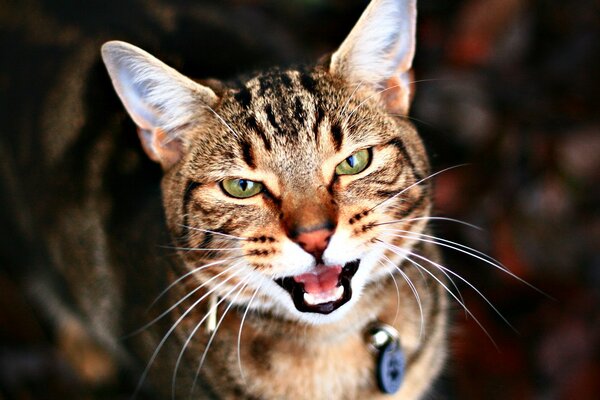 Phlegmatic cat on a blurry background