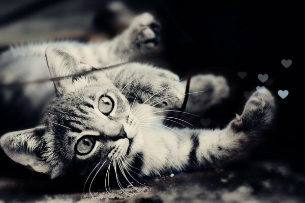 Черно-белое фото с мордочкой кошки