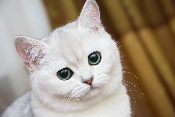 Gato blanco con ojos verdes