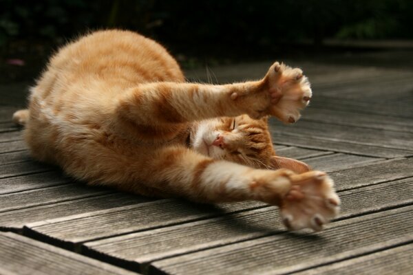 Red striped cat stretches sweetly