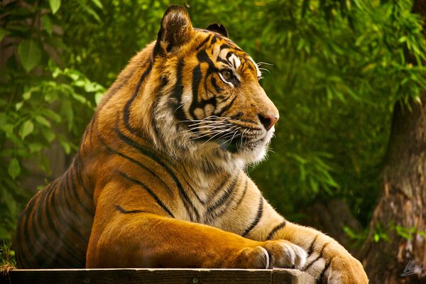 Prédateur en vacances. Tigre sur fond d arbre