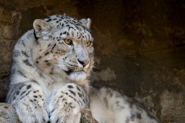 Magnificent snow leopard lies