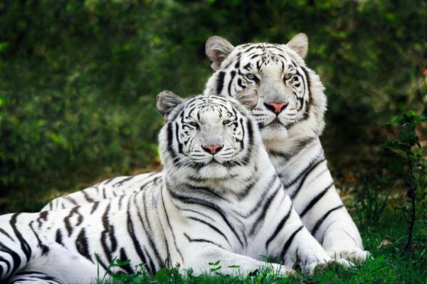 Tigres de Bengala tumbados en la hierba