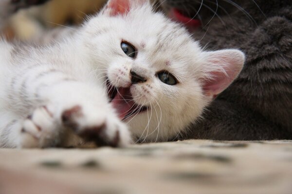 Joli chat blanc bâille