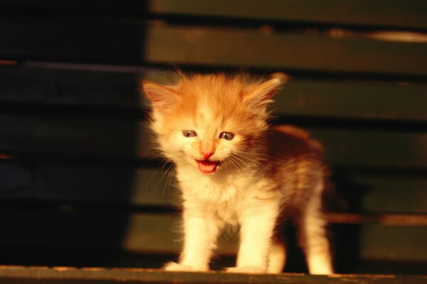 Little red kitten in combat readiness