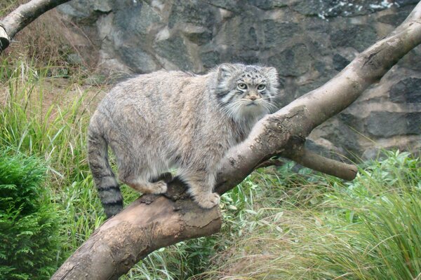 Räuberisches Manul am Baumstamm