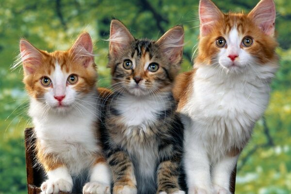 Three little kittens on a grass background