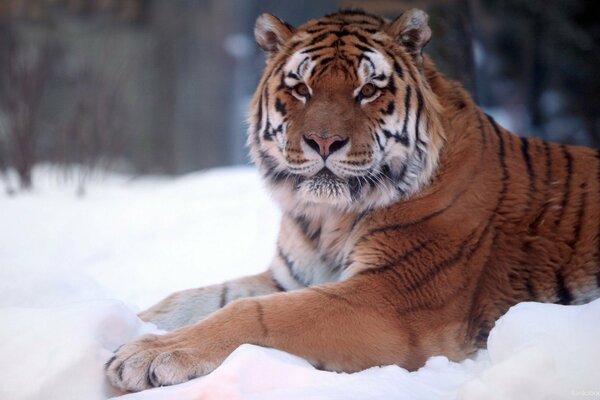 El tigre yace en la nieve