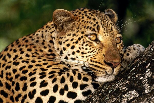 Orde su un albero di leopardo macchiato
