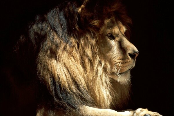 Der König der Tiere. Ein Löwe im Schatten