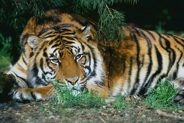 Un tigre cansado como un gato descansa