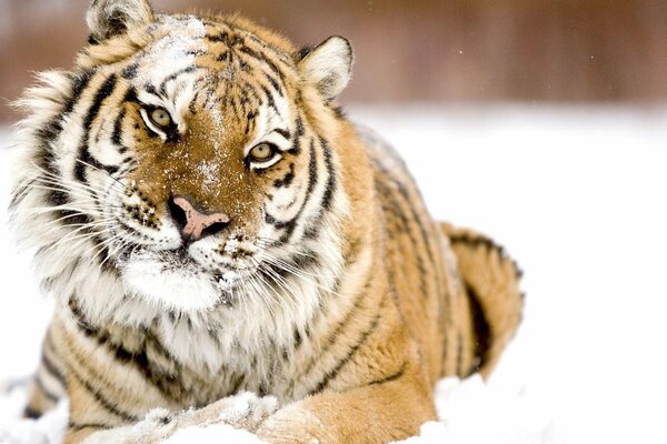 Amur-Tiger an einem Wintertag