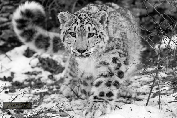 Black and white photo of a snow leopard