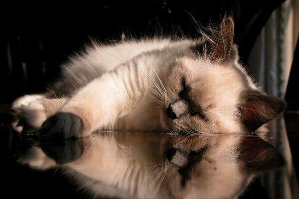 Hermoso gatito se refleja en la mesa