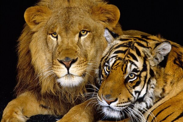 Wild cats lion and tiger