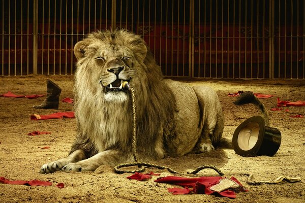König der Tiere in der Arena. Löwe mit Peitsche im Maul
