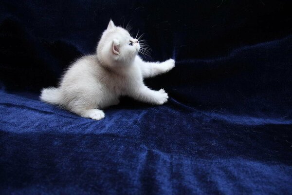 Chaton blanc jouant couverture bleue