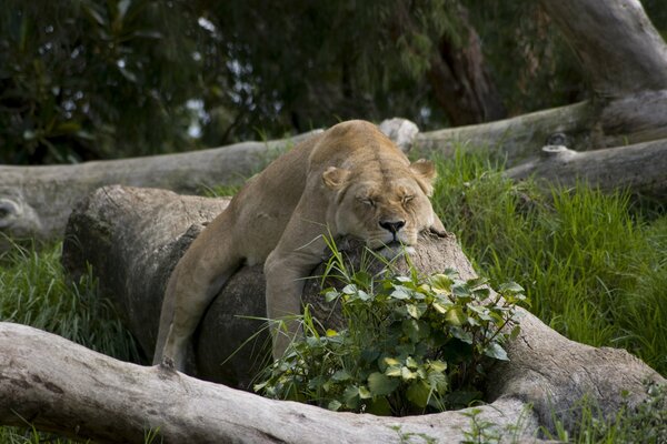 León dormido bajo el sol en un árbol