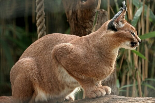 Lynx assis dans la pose