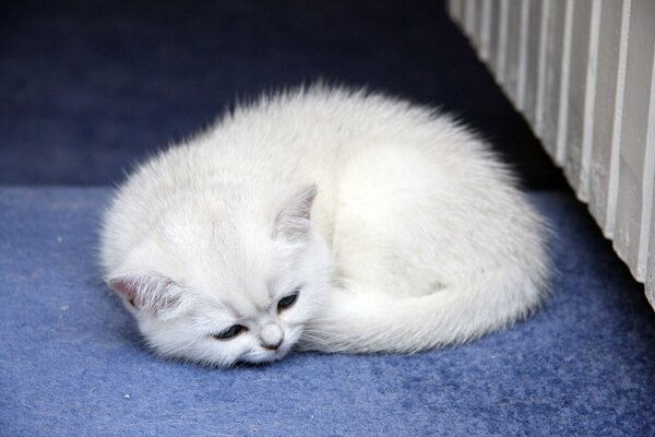 Маленький белый кот спит на пледе