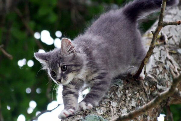 A small gray kitten on a tree