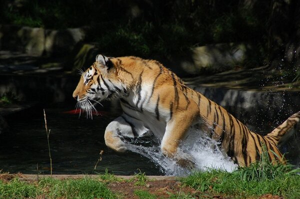 Tigersprung in einer Art