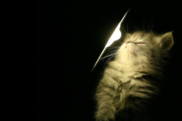 Pequeño gatito se calienta bajo la luz de la lámpara