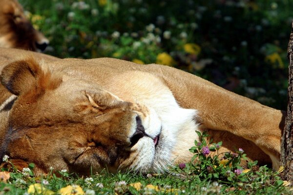 Leona durmiendo en la hierba verde