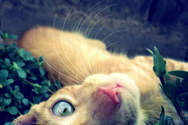 An adult ginger cat with blue eyes looks directly into the camera