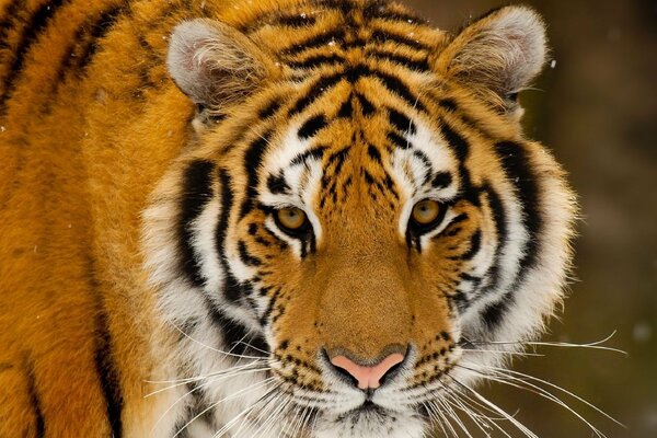 Tigre verdadera mirada de depredador