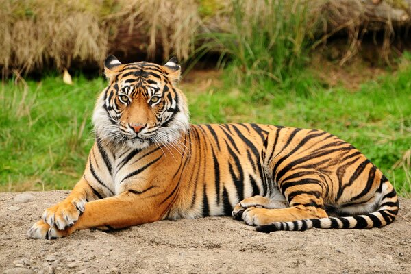 Tigre agraciado en la naturaleza